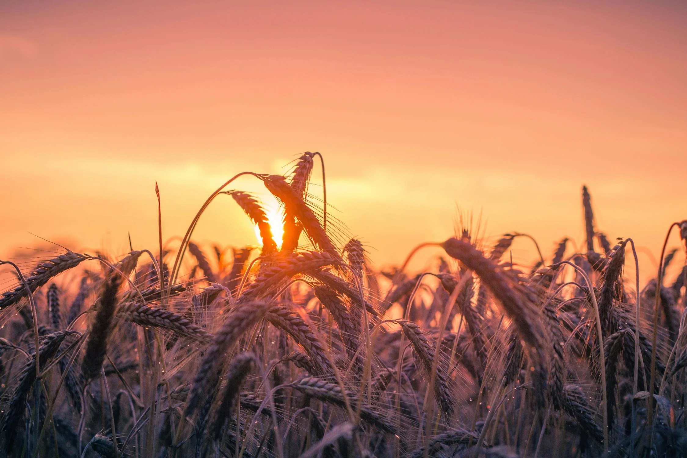 agricultural marketplace for farmers and buyers